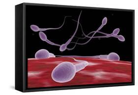 Conceptual Image of Fertilization-null-Framed Stretched Canvas