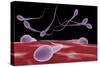 Conceptual Image of Fertilization-null-Stretched Canvas