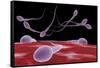 Conceptual Image of Fertilization-null-Framed Stretched Canvas