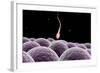 Conceptual Image of Fertilization-null-Framed Art Print