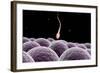 Conceptual Image of Fertilization-null-Framed Art Print