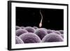 Conceptual Image of Fertilization-null-Framed Art Print