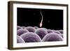 Conceptual Image of Fertilization-null-Framed Art Print