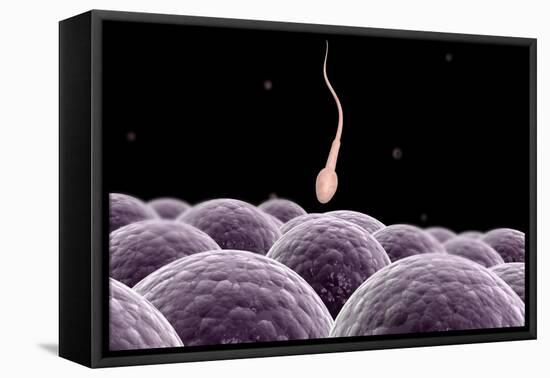 Conceptual Image of Fertilization-null-Framed Stretched Canvas