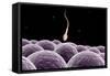 Conceptual Image of Fertilization-null-Framed Stretched Canvas