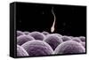 Conceptual Image of Fertilization-null-Framed Stretched Canvas