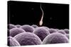 Conceptual Image of Fertilization-null-Stretched Canvas