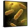 Conceptual Image of Flagellate Bacterium-null-Framed Stretched Canvas