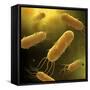 Conceptual Image of Flagellate Bacterium-null-Framed Stretched Canvas