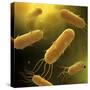 Conceptual Image of Flagellate Bacterium-null-Stretched Canvas