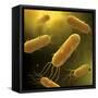 Conceptual Image of Flagellate Bacterium-null-Framed Stretched Canvas