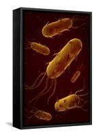 Conceptual Image of Flagellate Bacterium-null-Framed Stretched Canvas