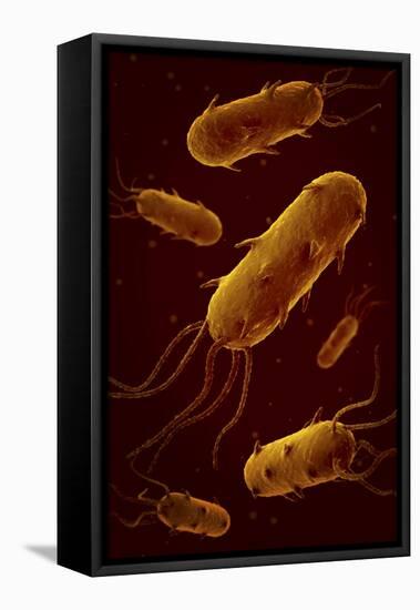 Conceptual Image of Flagellate Bacterium-null-Framed Stretched Canvas