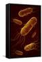 Conceptual Image of Flagellate Bacterium-null-Framed Stretched Canvas