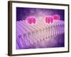 Conceptual Image of Gaba Receptors-null-Framed Art Print