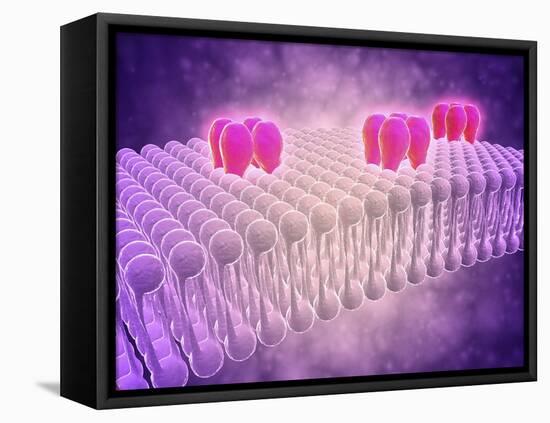 Conceptual Image of Gaba Receptors-null-Framed Stretched Canvas