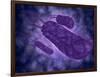 Conceptual Image of Helicobacter-null-Framed Art Print