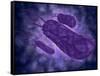 Conceptual Image of Helicobacter-null-Framed Stretched Canvas