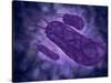 Conceptual Image of Helicobacter-null-Stretched Canvas