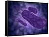 Conceptual Image of Helicobacter-null-Framed Stretched Canvas