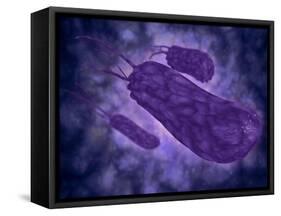 Conceptual Image of Helicobacter-null-Framed Stretched Canvas