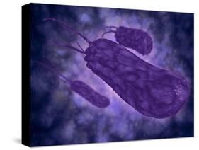 Conceptual Image of Helicobacter-null-Stretched Canvas