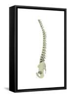 Conceptual Image of Human Backbone-null-Framed Stretched Canvas