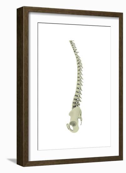 Conceptual Image of Human Backbone-null-Framed Art Print