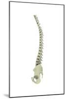 Conceptual Image of Human Backbone-null-Mounted Art Print