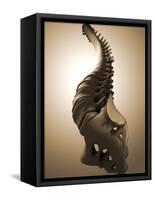 Conceptual Image of Human Backbone-null-Framed Stretched Canvas