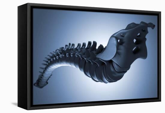 Conceptual Image of Human Backbone-null-Framed Stretched Canvas