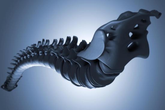 'Conceptual Image of Human Backbone' Posters | AllPosters.com