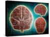 Conceptual Image of Human Brain at Different Angles-null-Stretched Canvas