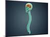 Conceptual Image of Human Brain, Skull and Spinal Cord-null-Mounted Art Print