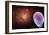 Conceptual Image of Human Brain with Neurons-Stocktrek Images-Framed Art Print