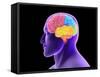 Conceptual Image of Human Brain-Stocktrek Images-Framed Stretched Canvas