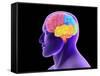 Conceptual Image of Human Brain-Stocktrek Images-Framed Stretched Canvas