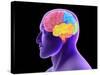 Conceptual Image of Human Brain-Stocktrek Images-Stretched Canvas