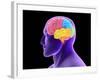 Conceptual Image of Human Brain-Stocktrek Images-Framed Photographic Print