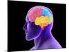Conceptual Image of Human Brain-Stocktrek Images-Mounted Photographic Print