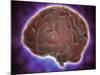Conceptual Image of Human Brain-null-Mounted Art Print