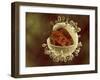 Conceptual Image of Human Cytomegalovirus-null-Framed Art Print