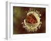 Conceptual Image of Human Cytomegalovirus-null-Framed Art Print