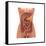 Conceptual Image of Human Digestive System in Female Body-null-Framed Stretched Canvas