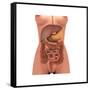 Conceptual Image of Human Digestive System in Female Body-null-Framed Stretched Canvas