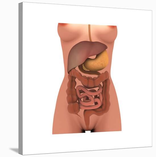 Conceptual Image of Human Digestive System in Female Body-null-Stretched Canvas