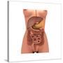 Conceptual Image of Human Digestive System in Female Body-null-Stretched Canvas