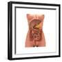 Conceptual Image of Human Digestive System in Female Body-null-Framed Premium Giclee Print