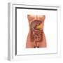 Conceptual Image of Human Digestive System in Female Body-null-Framed Premium Giclee Print