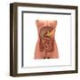 Conceptual Image of Human Digestive System in Female Body-null-Framed Art Print